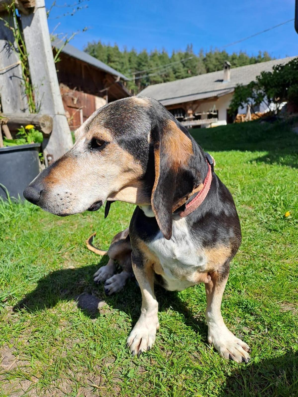 Willa Schartnerhof Collalbo Zewnętrze zdjęcie